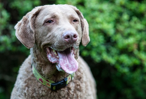 chesapeake bay retriever allevamenti chesapeake bay retriever allevamenti