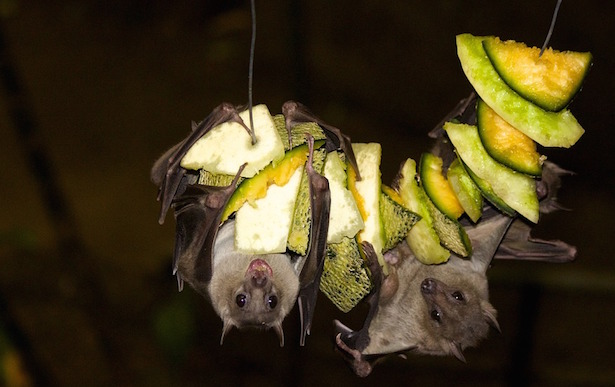 come attirare i pipistrelli