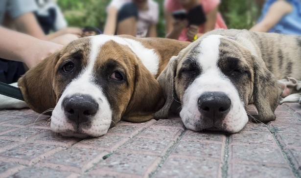 come comunicano i cani come comunicano i cani