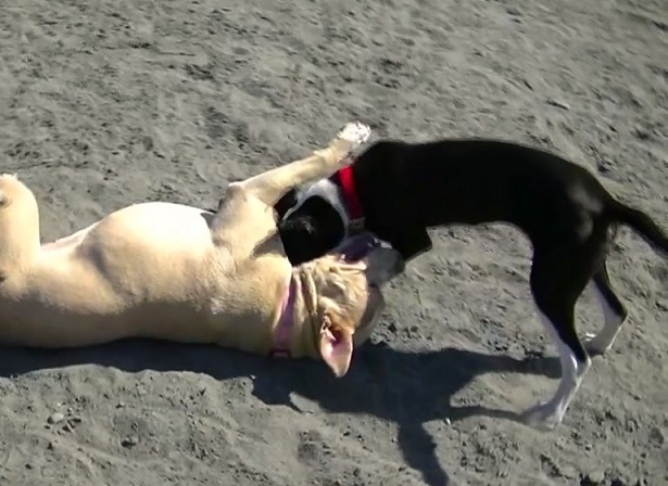 come comunicano i cani come comunicano i cani