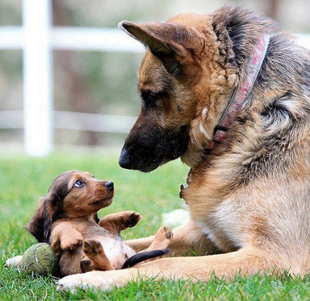 come comunicano i cani come comunicano i cani