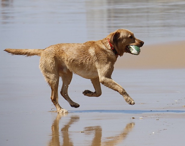 come giocare con un cane