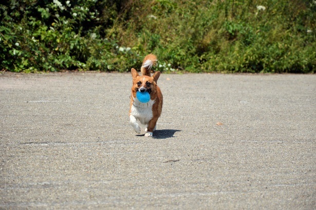 come giocare con un cane