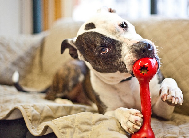 come giocare con un cane