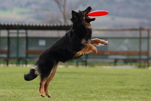 come giocare con un cane