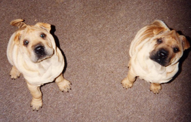 come i cani si riconoscono tra loro 