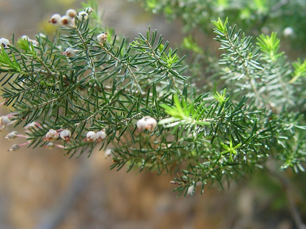 erica pianta perenne