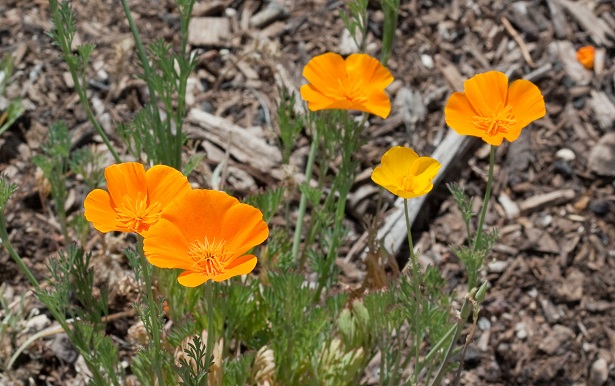 escolzia californica escolzia californica
