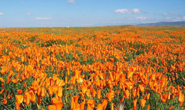 escolzia californica proprietà escolzia californica proprietà