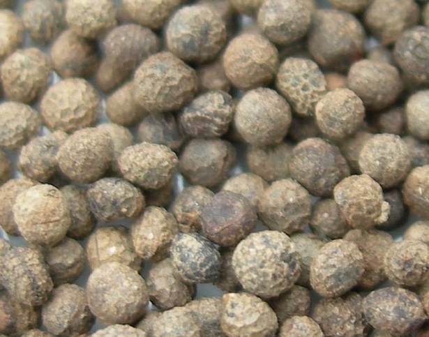 escolzia californica semi escolzia californica semi