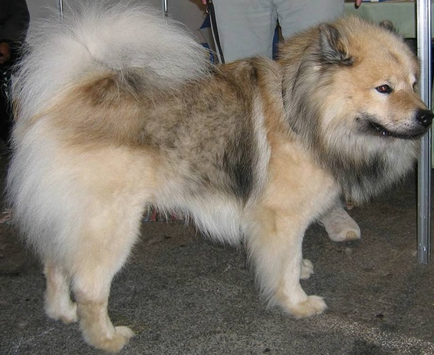 eurasier aspetto