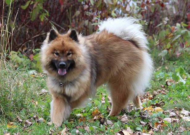 eurasier carattere