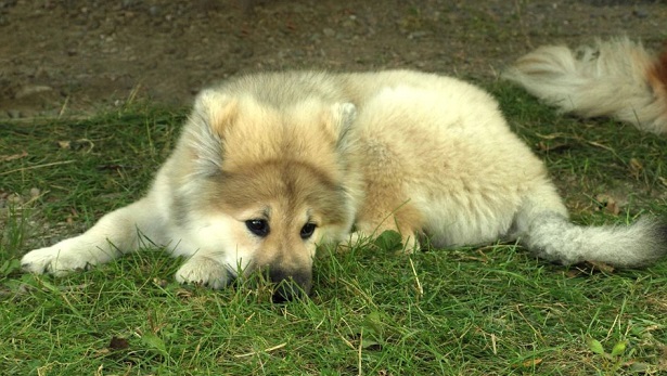 eurasier aspetto