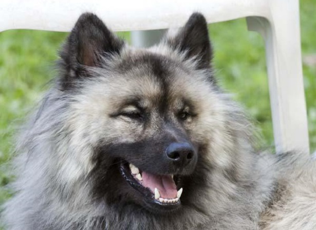 eurasier origini
