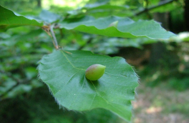 faggio caratteristiche