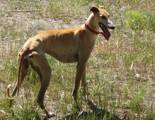 galgo espanol mantello