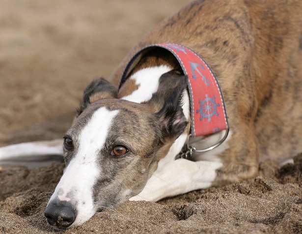 galgo espanol prezzo