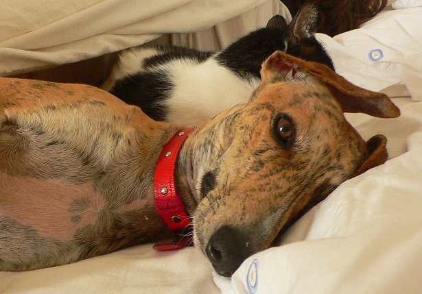 galgo espanol carattere