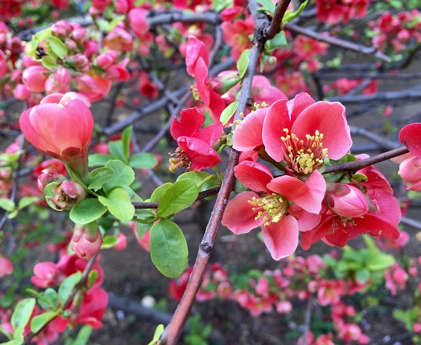 innesto ciliegio innesto ciliegio