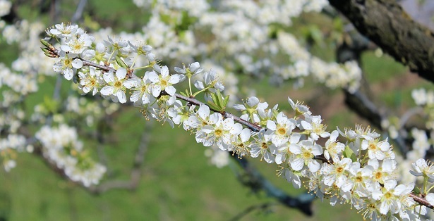 innesto ciliegio innesto ciliegio