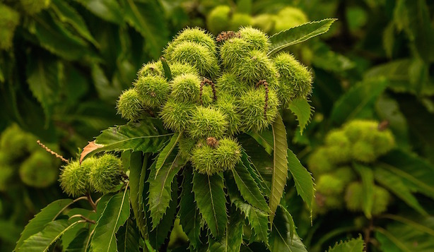 innesto del castagno