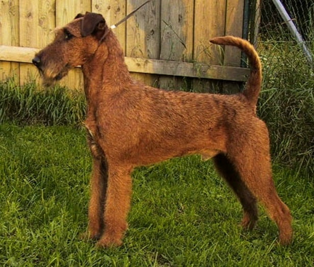irish terrier