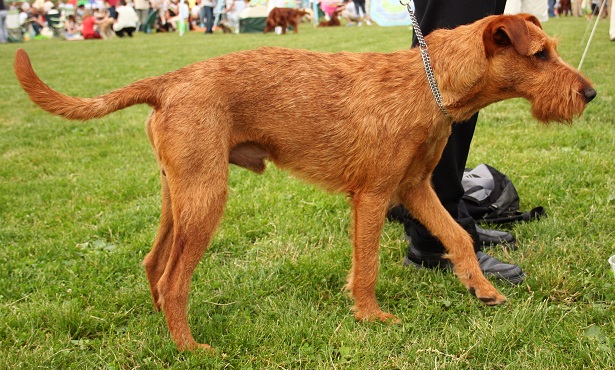 irish terrier aspetto