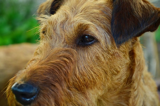 irish terrier origini