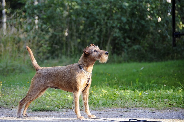 irish terrier allevamento