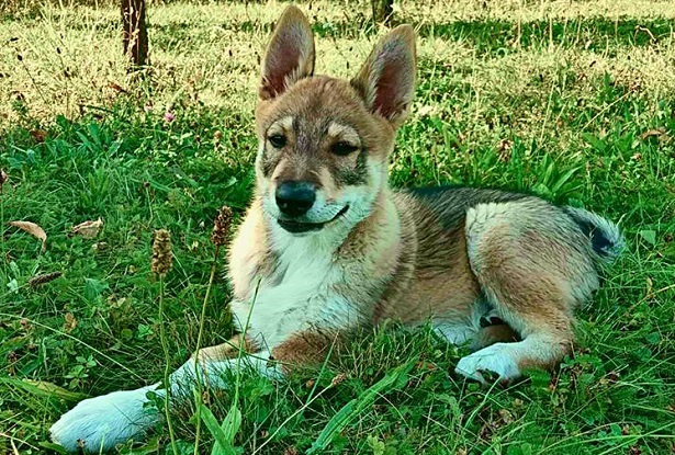 laika della siberia occidentale aspetto