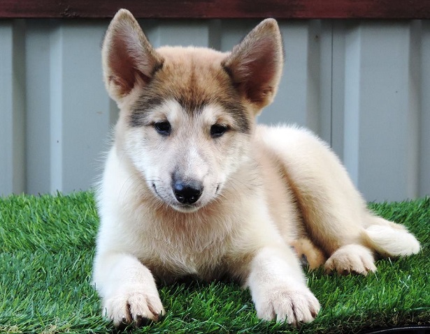 laika della siberia occidentale 