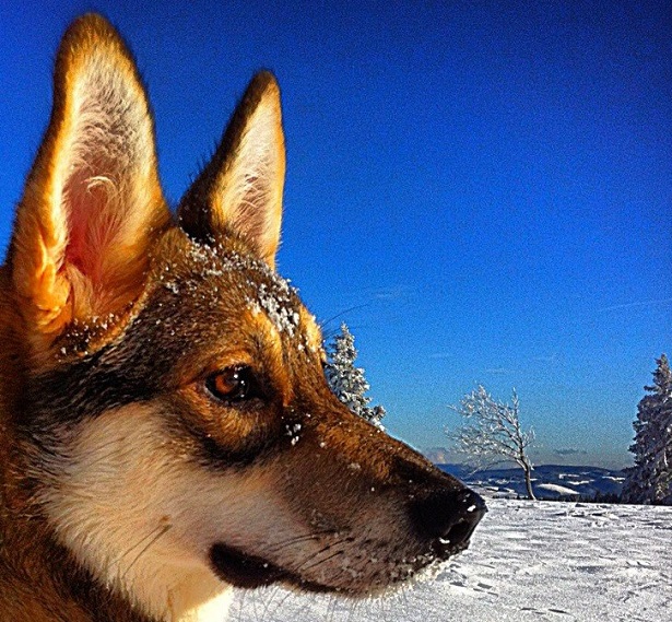 laika della siberia occidentale carattere