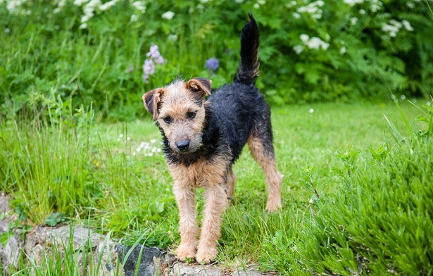 lakeland terrier foto lakeland terrier foto