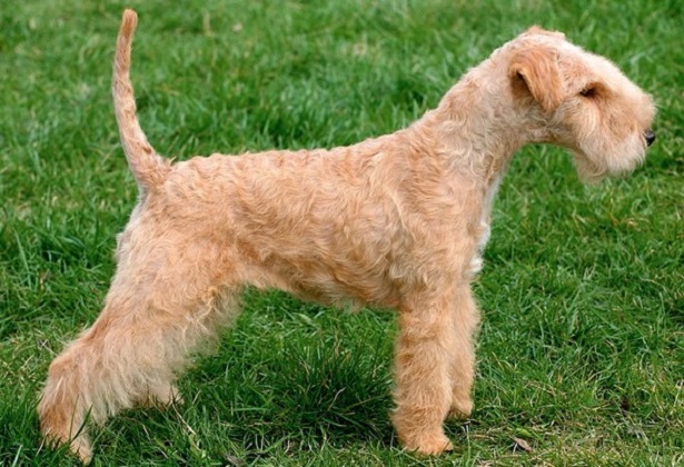 Lakeland Terrier origini Lakeland Terrier origini