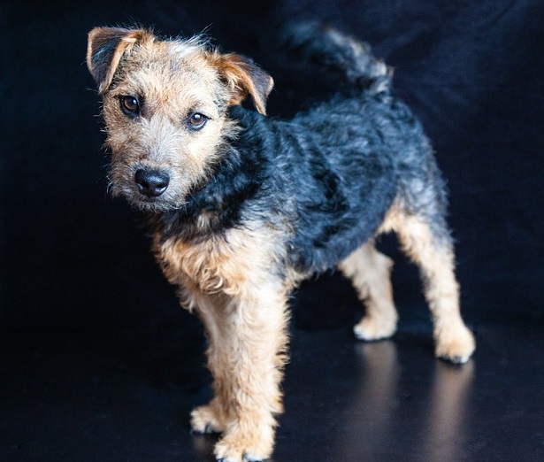 Lakeland Terrier cucciolo Lakeland Terrier cucciolo