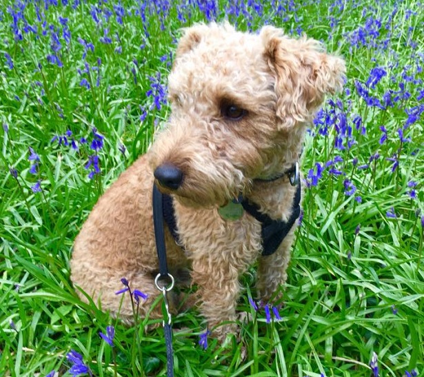 lakeland terrier foto lakeland terrier foto
