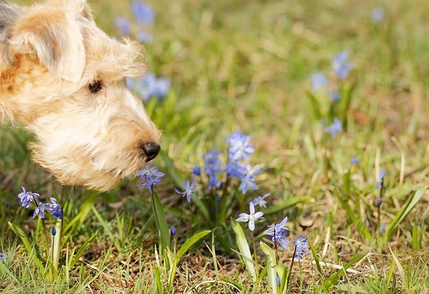 lakeland terrier foto lakeland terrier foto