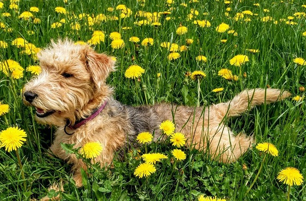 lakeland terrier lakeland terrier