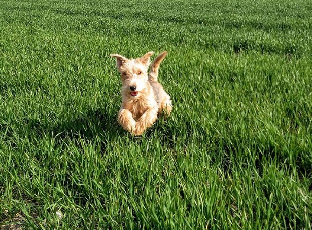 lakeland terrier mantello lakeland terrier mantello