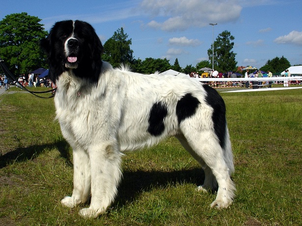 landseer 