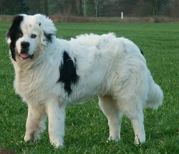 landseer