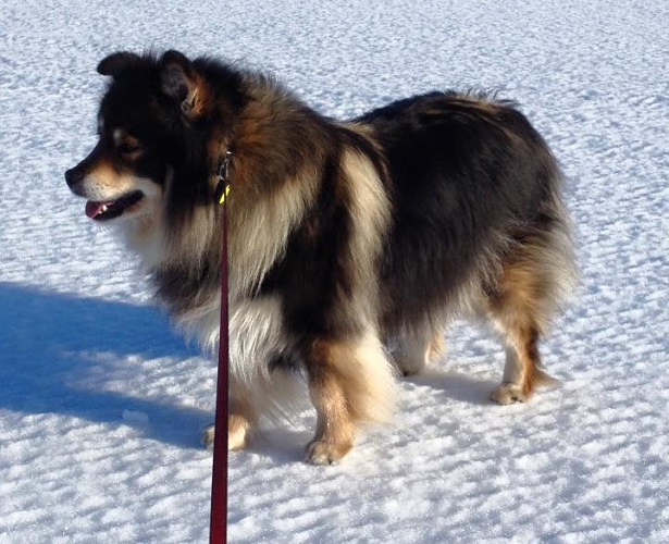 Lapinkoira mantello Lapinkoira mantello