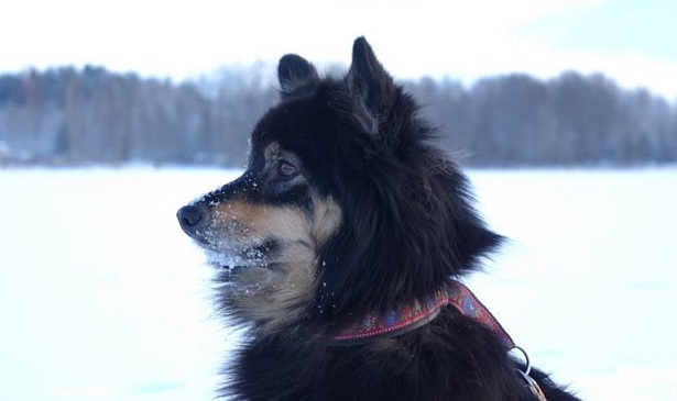 Lapinkoira carattere Lapinkoira carattere