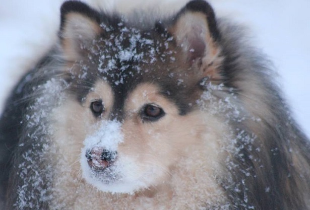 Lapinkoira aspetto Lapinkoira aspetto