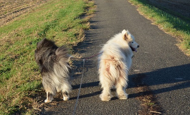 Lapinkoira foto Lapinkoira foto