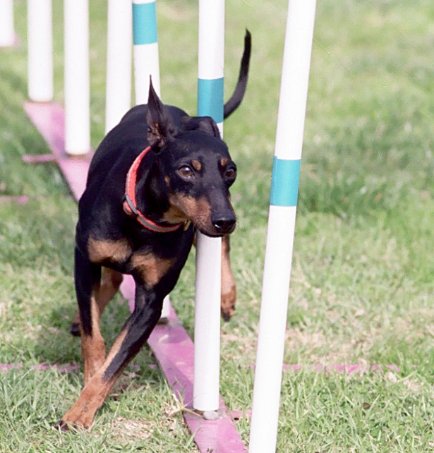 manchester terrier allevamento