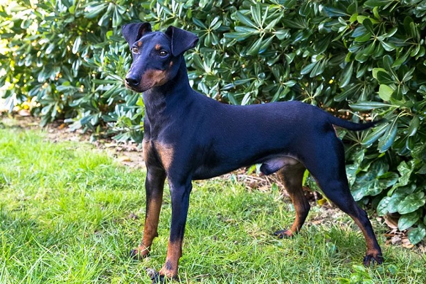 manchester terrier origini