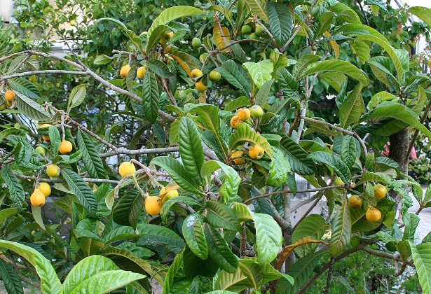 pianta nespolo del giappone