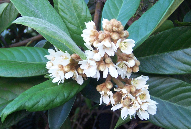 Nespolo del Giappone proprietà Idee Green