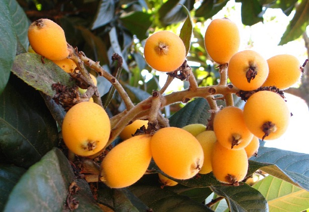 nespolo del giappone